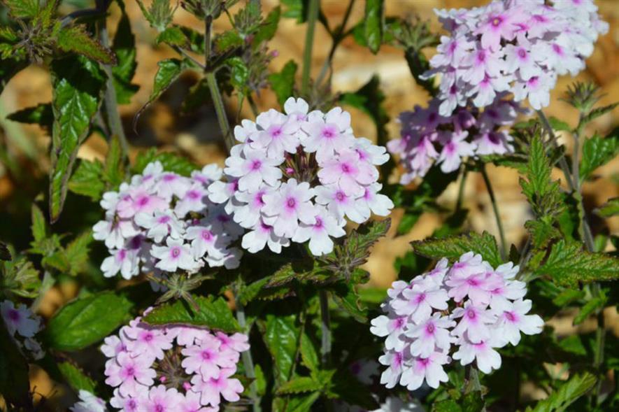 Verbena ‘Margaret’s Memory’ - image: Kernock Park Plants