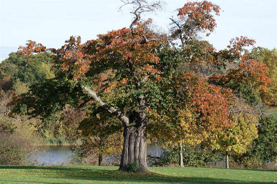 Europe-wide veteran tree management standards agreed | Horticulture Week