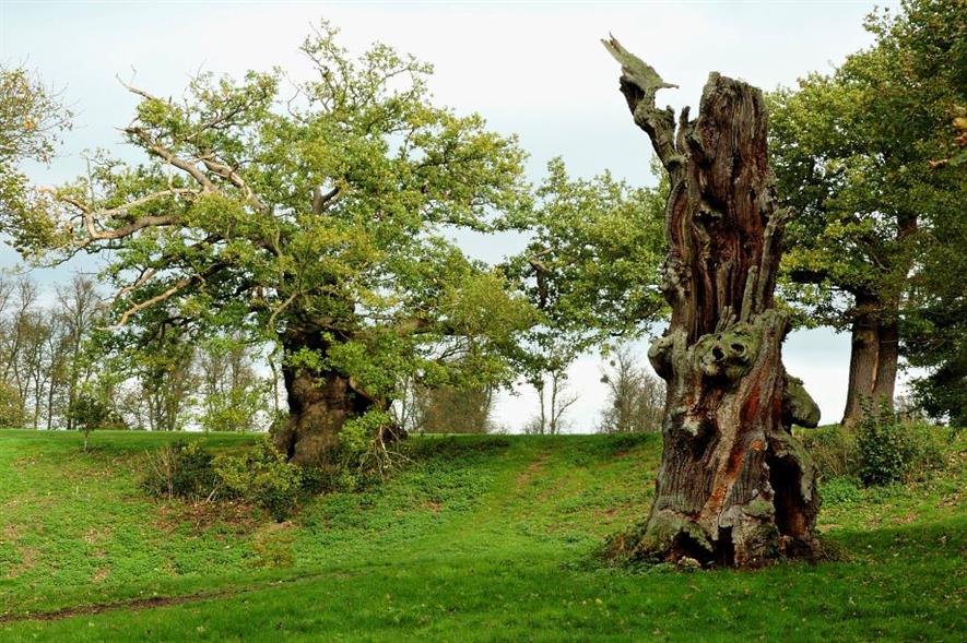 Ancient trees in Hatfield Park, Herts - image: Gary Houston (CC0)