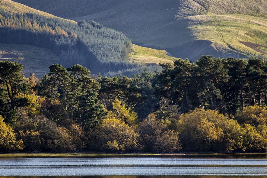 Woodland Trust Scotland has called for native tree planting targets to be increased from 40% to 50% - credit: Pixabay