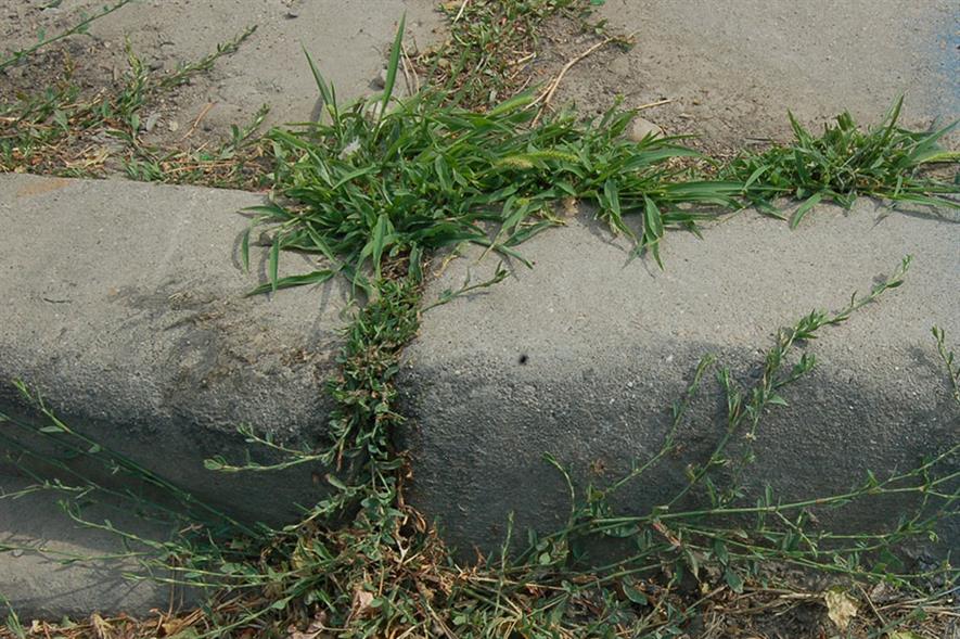Weeds on kerb