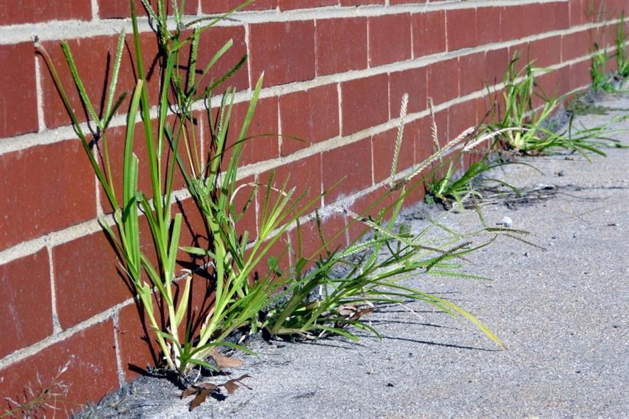 Weeds in footpath. Image: Morgue File