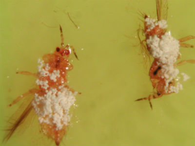 Western Flower Thrips infected with entomopathogenic fungi, Beauveria bassiana BNL 103