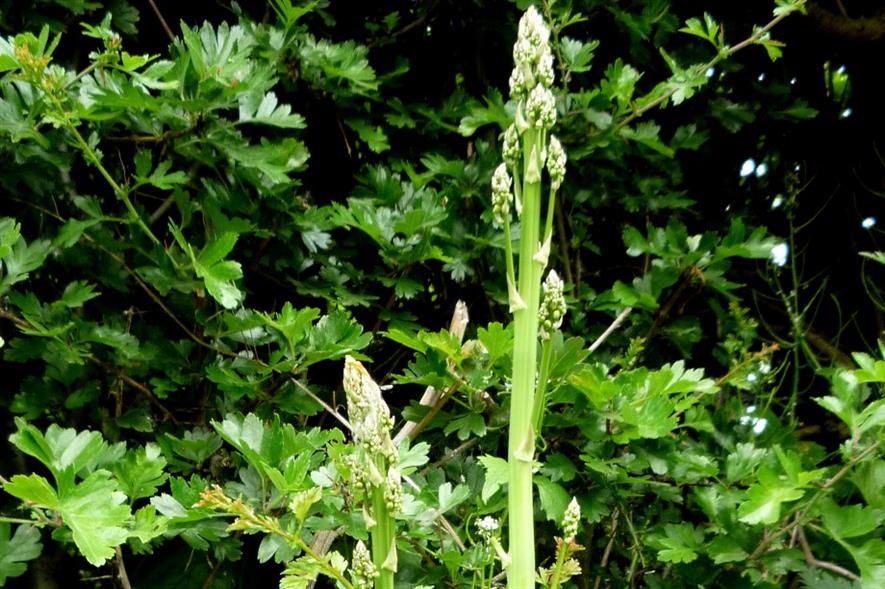 Wild asparagus - image: Becky York (CC BY 2.0)