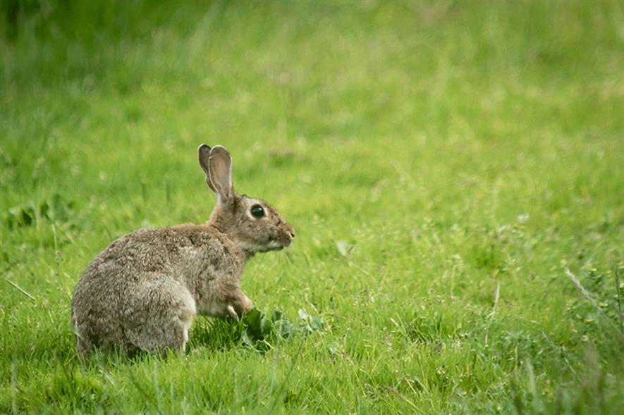 Wild rabbits - image: Flickr/Martyn Fletcher (CC by 2.0)