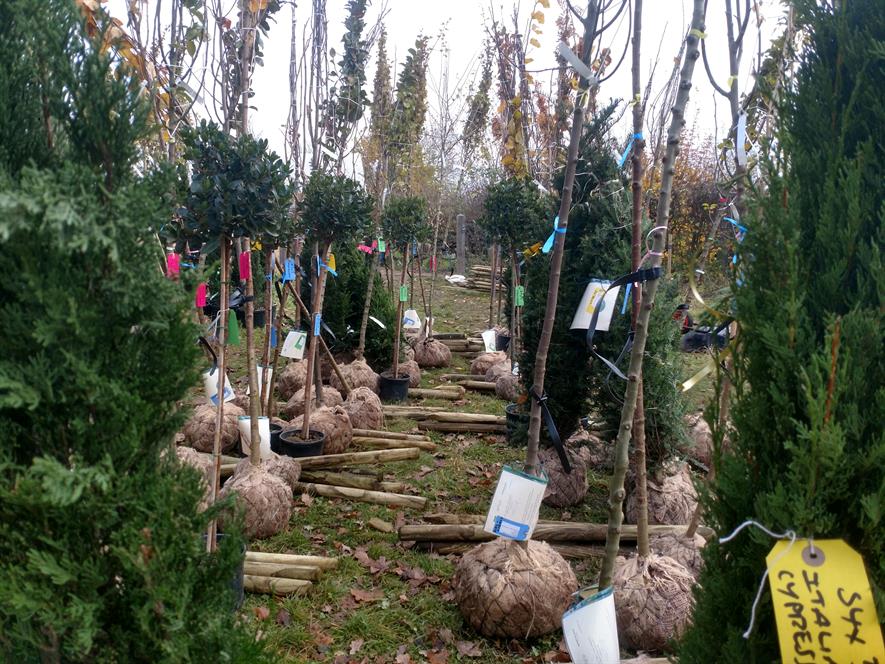 Wyevale Nurseries trees