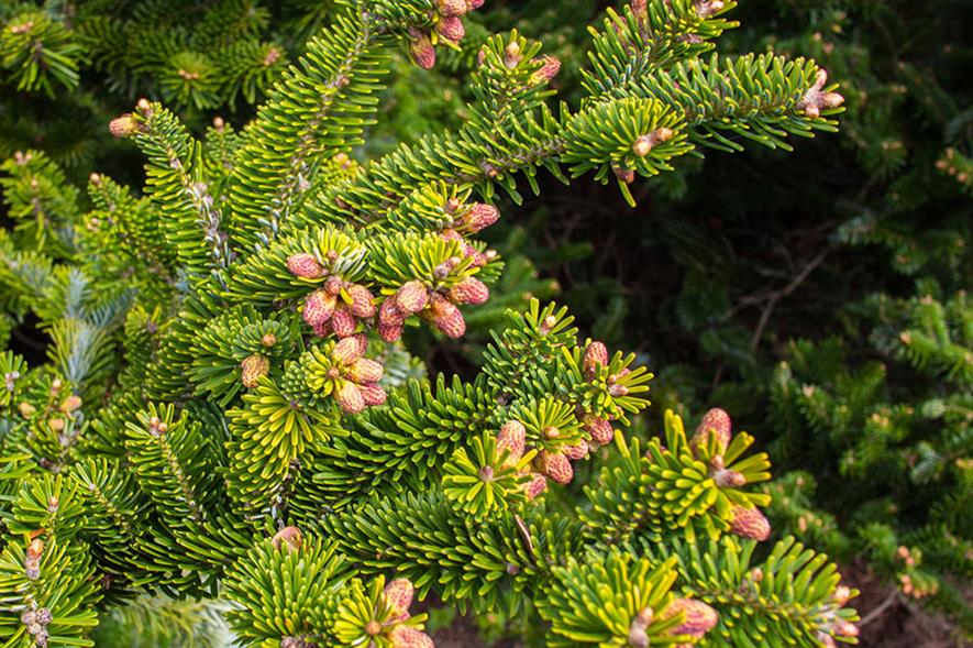 Christmas trees