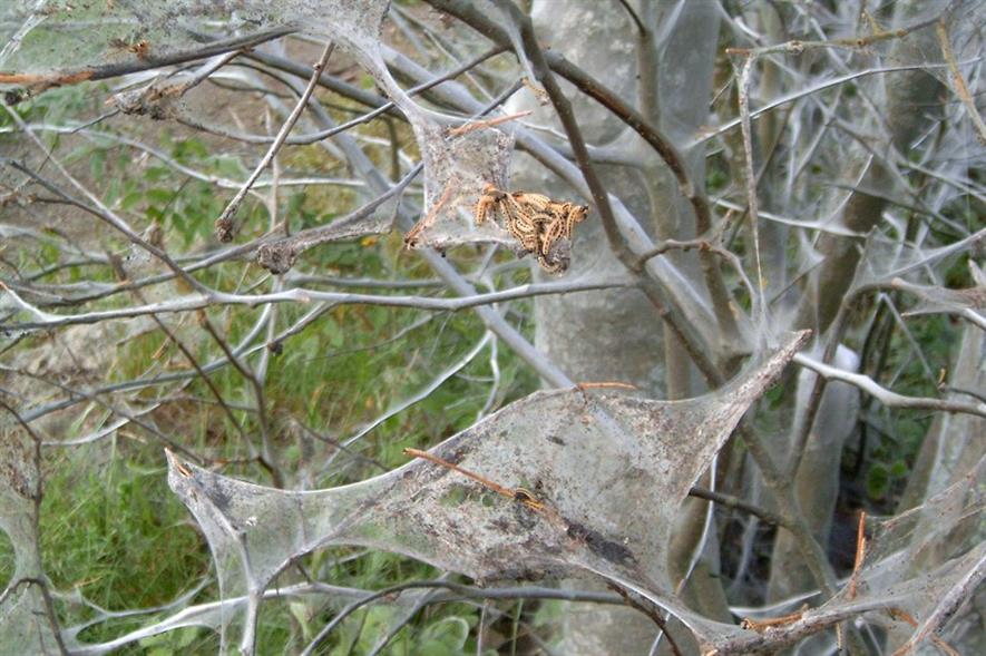 Ermine moth damage - image: Per Erik Strandberg