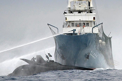 Collision: whaling vessel and eco boat crash