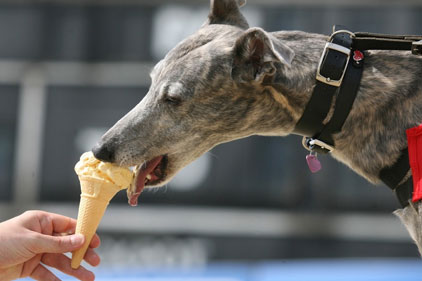 Targeting younger audience: greyhound racing