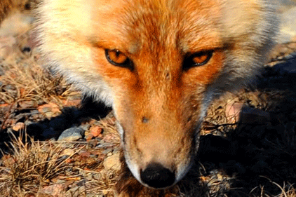 Struggling to be heard: Advocates for Animals