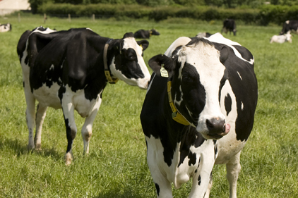 Dairy farms: agency support