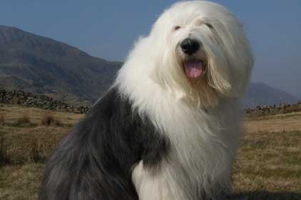 Dulux dog: one of the AkzoNobel brands