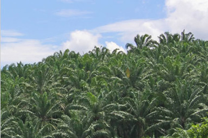 Brief for Pelham Bell Pottinger: Liberian palm oil