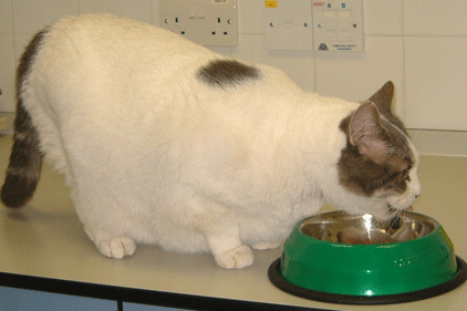 Fat cat eating