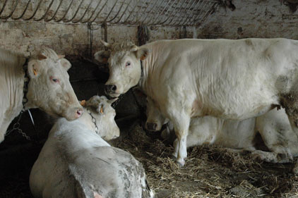 E.coli outbreak: farm animals infect children