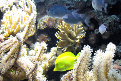 Environmentally important: species-rich ecosystems