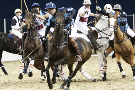 Horses: for polo, not lasagne
