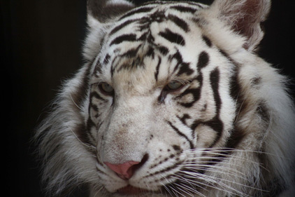 Endangered: the Siberian Tiger