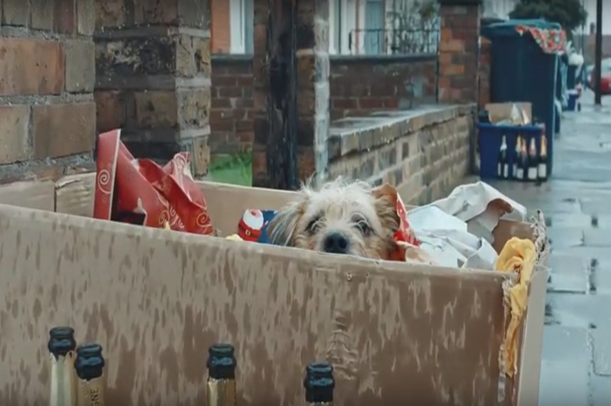 A dog left out in the trash after Christmas