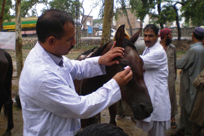 The Brooke: hopes to treat two million horses a year