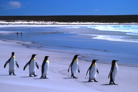 Falklands Islands: brief to communicate richness of natural environment 