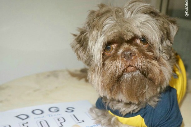 Koki tapped into his 27,000 Instagram fanbase to become PRWeek's inaugural Cutest Pet in PR.