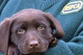 RSPCA: targeting national media