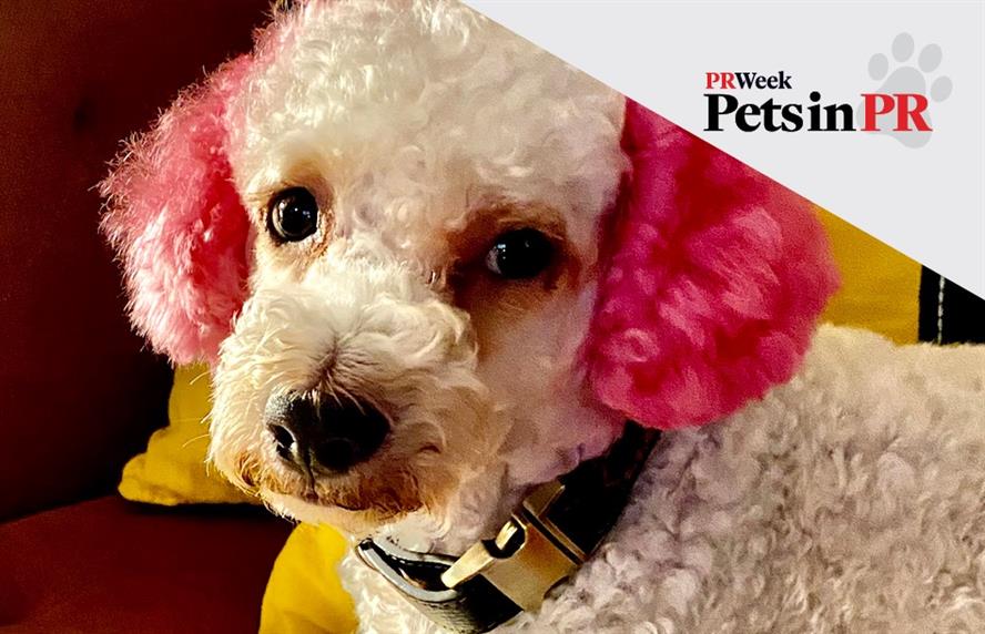 Miniature poodle mix dog with dyed pink ears