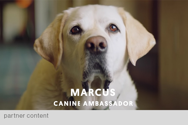 Fairmont Hotels & Resorts' "Canine Ambassadors” was among brand films screened at May 1 Group SJR-hosted event. (Film was produced by Great Big Story's brand studio Courageous)