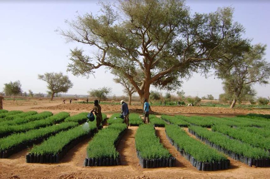 Brands2Life is working with Tree-Nation to raise awareness about reforestation projects