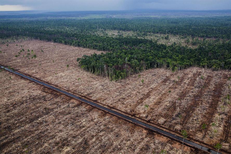 Credit: Ulet Ifansasti / Greenpeace
