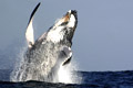 Humpback whales: endangered species