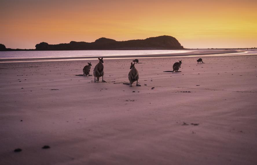 Image of Australian beachscape. 