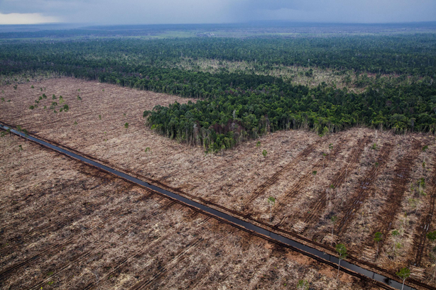 Picture of deforestation in Indonesia. Credit: Ulet Ifansasti / Greenpeace