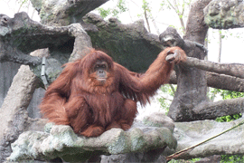 Orangutan: habitat destroyed