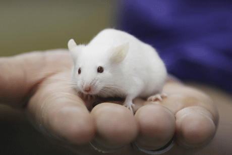 Animal testing: The RSPCA is seeking to leverage a recent EU ban