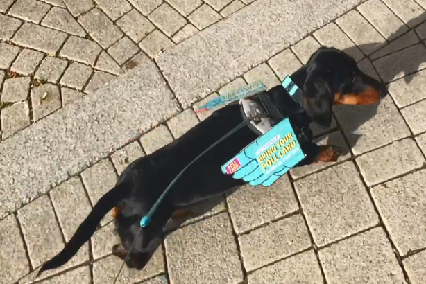Slinky the dachshund showed off his promotional wings as he walked the streets of Swindon