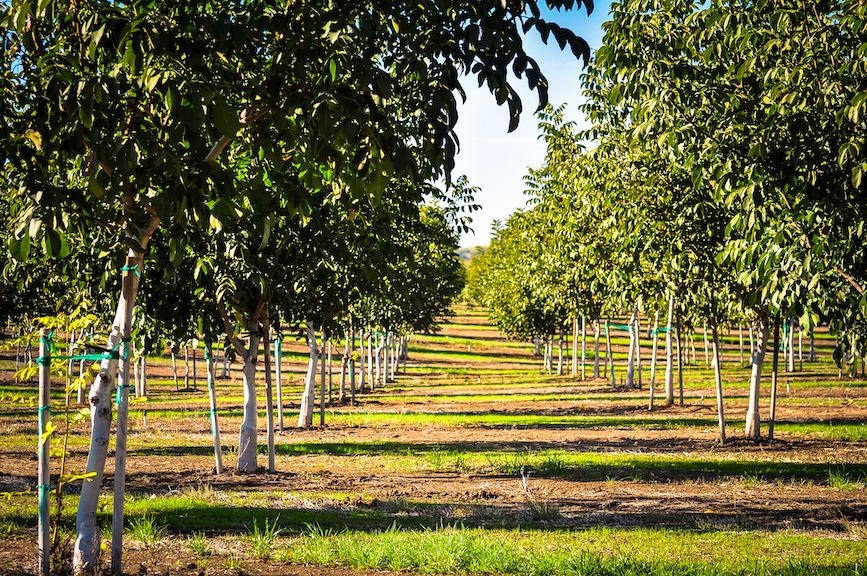 A walnut grove in Chico, California. (Photo credit: Getty Images)