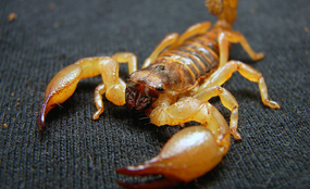 Scorpion: role in Lords debate? Furryscaly photo