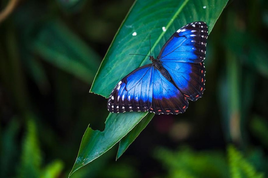 Biodiversity net gain: The government’s latest amendments. Pic: Haitong Yu/Getty Images