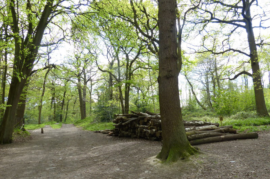 National Forest Way in Swithland Wood (Credit: Matt Fascione)