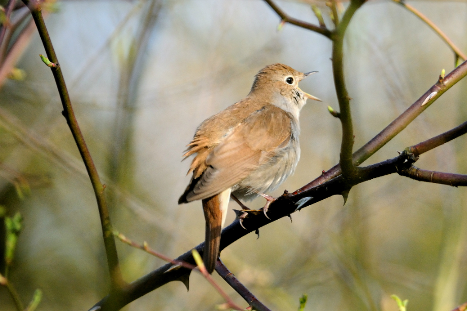 Lodge Hill has been designated an SSSI due to the presence of nightingales. Image: Kev Chapman