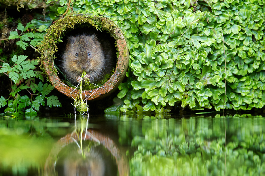 The water vole: a species whose habitat the government says will get better protection now the UK has left the EU ©Getty Images