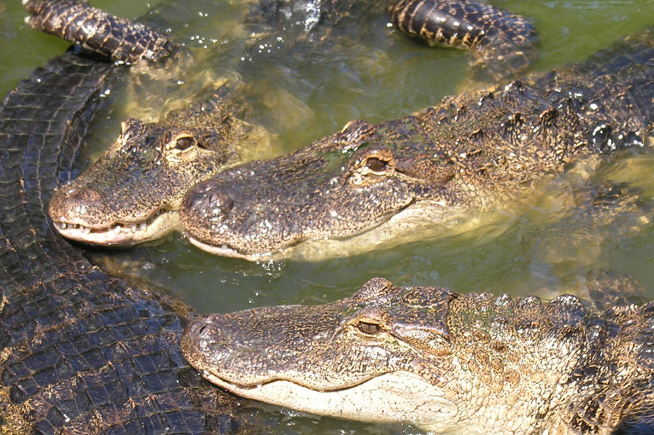 Alligators: new home on Old Kent Road? (pic: Greg Goebel, Flickr)
