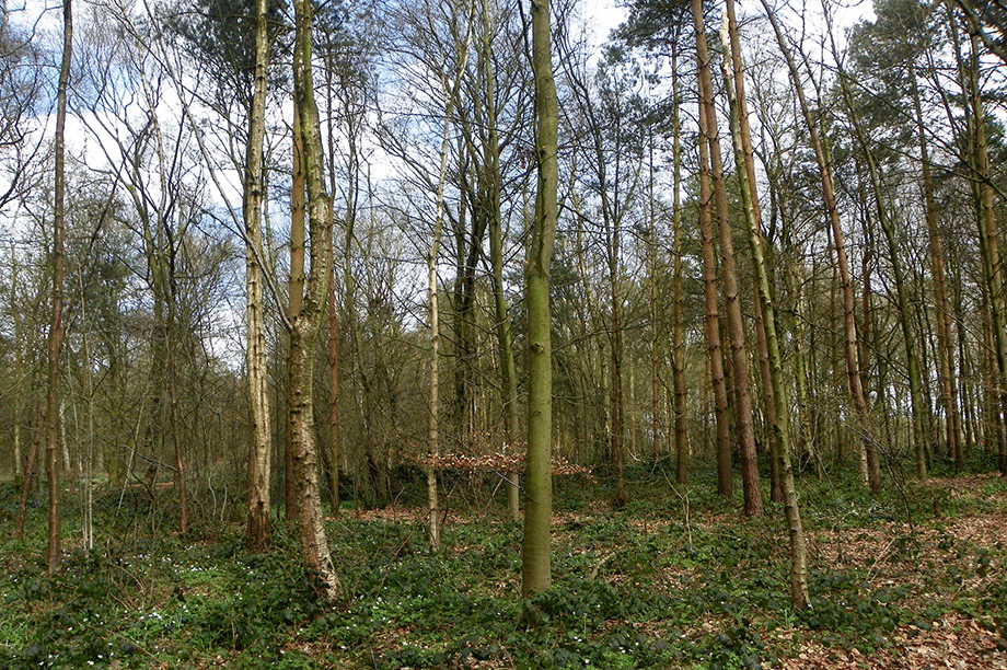 Ancient woodland: preferred access into the site would lead to the loss of a parcel of ancient woodland (picture by Peter O'Connor, Flickr)
