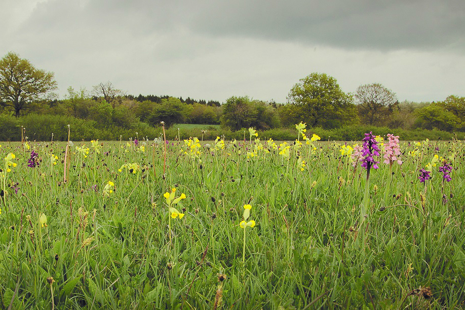 Bernwood Meadow, a hectare nature reserve in Buckinghamshire. Pic: Rhea Draguisky