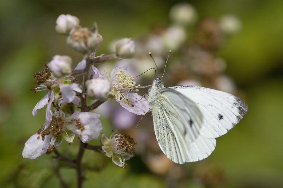 Biodiversity: small White butterfly (Pieris rapae) feeding on bramble blossom. Pic: Getty Images