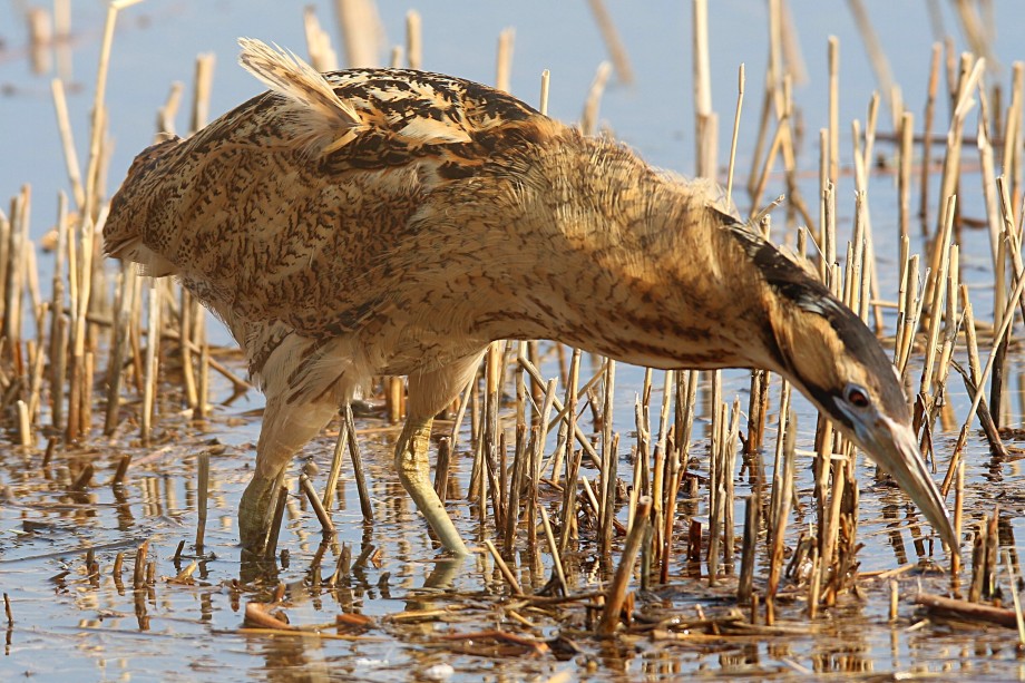 The rare bittern, found at Stodmarsh National Nature Reserve - image: Nick Goodrum / Flickr (CC BY 2.0)