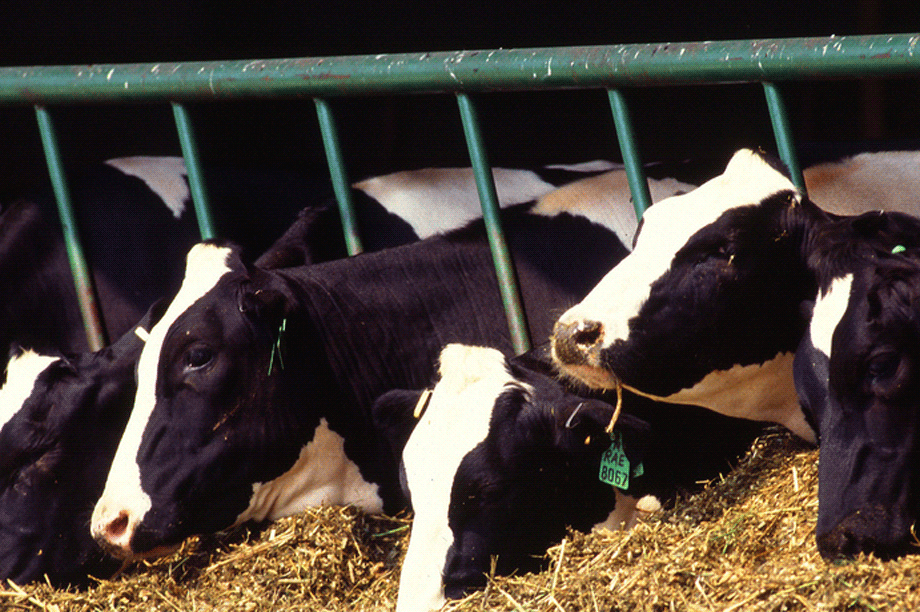 Dairy cows: farmer plans to increase herd from 300 to 1,000